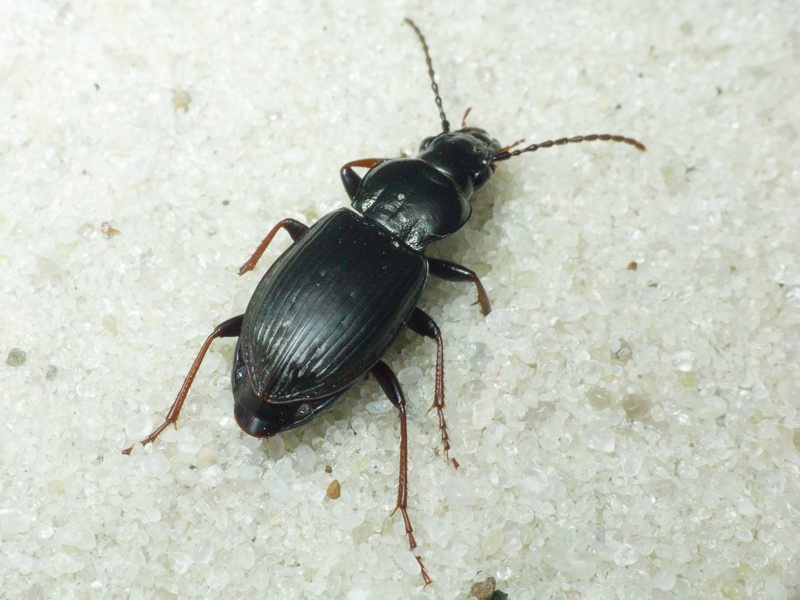 Carabidae Latreille, 1802